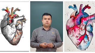 Yurakning Anatomiyasi, Fiziologiyasi, Ishlash Prinspi, Kasalliklari Юрак анатомияси, физиологияси Yurakning Anatomiyasi, Fiziologiyasi, Ishlash Prinspi, Kasalliklari Юрак анатомияси, физиологияси
