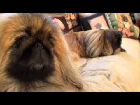 Video: Mbwa Wa Pekingese Anzaa Hypoallergenic, Afya Na Muda Wa Maisha