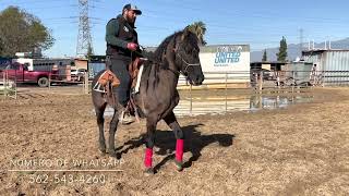 Que son hombros caídos en un caballo? Cómo levantar los hombros