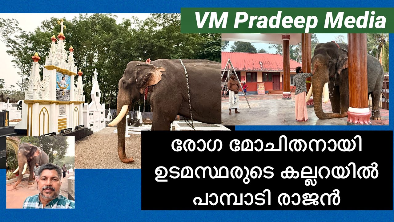 ഞെട്ടി ആരാധകർ ഉടമസ്ഥരുടെ കല്ലറയിൽ പാമ്പാടിരാജൻ@VMPRADEEP#pampadyrajanവീഡിയോ ദൃശ്യങ്ങൾ#elephantlove 