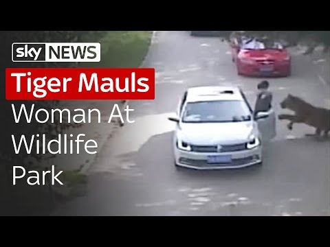 Tiger Mauls Woman To Death At Beijing Park
