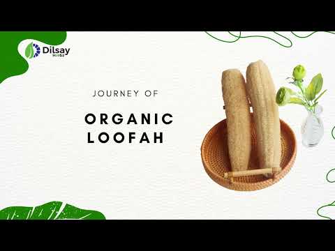 Organic Loofah Body Scrubber : Dilsay Herbz : Peerkangai Bath Scrub for bathing (Pack of 1)