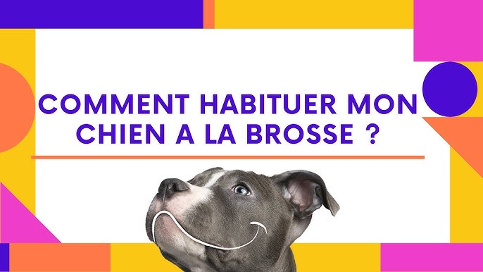 Comment prendre les empreintes de son chien ? 