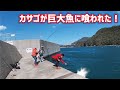 カサゴばかり釣れるので泳がせてみたら巨大魚が喰いついてきた！