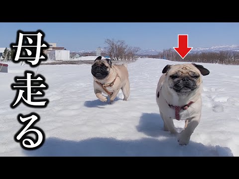 元繁殖犬、生き別れ再び家族になった息子と一緒に大自然を駆け回る姿に感動…