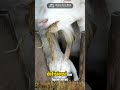 Ini dia cara meningkatkan produksi susu pada Sapi dan Kambing Perah. Gunakan Lagantor Milku Premix!