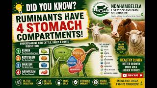 The 4 Stomach Compartments of Ruminants Explained Simply