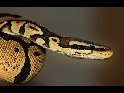 pet-snake-name-ideas