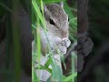 Cutest hungry squirrel