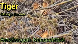 Tiger Sighting At Bandhavgarh National Park। Safari Bandhavgarh।Jeep Safari Bandhavgarh । Open Gypsy