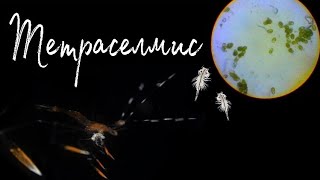 Тетраселмис | Выращивание креветки-доктор | Морской аквариум