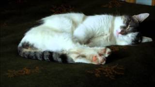 Кошачий сон. Кошачий сон.