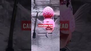 Louhan King Kamfa F2 Ori Thailand