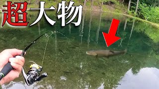 超大物！80オーバーが釣れる夢のフィールド！イワナセンター釣行【エリアトラウト　管理釣り場　管釣り】