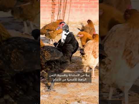 ترندينغ طيور للأضحية تثير الجدل في مصر