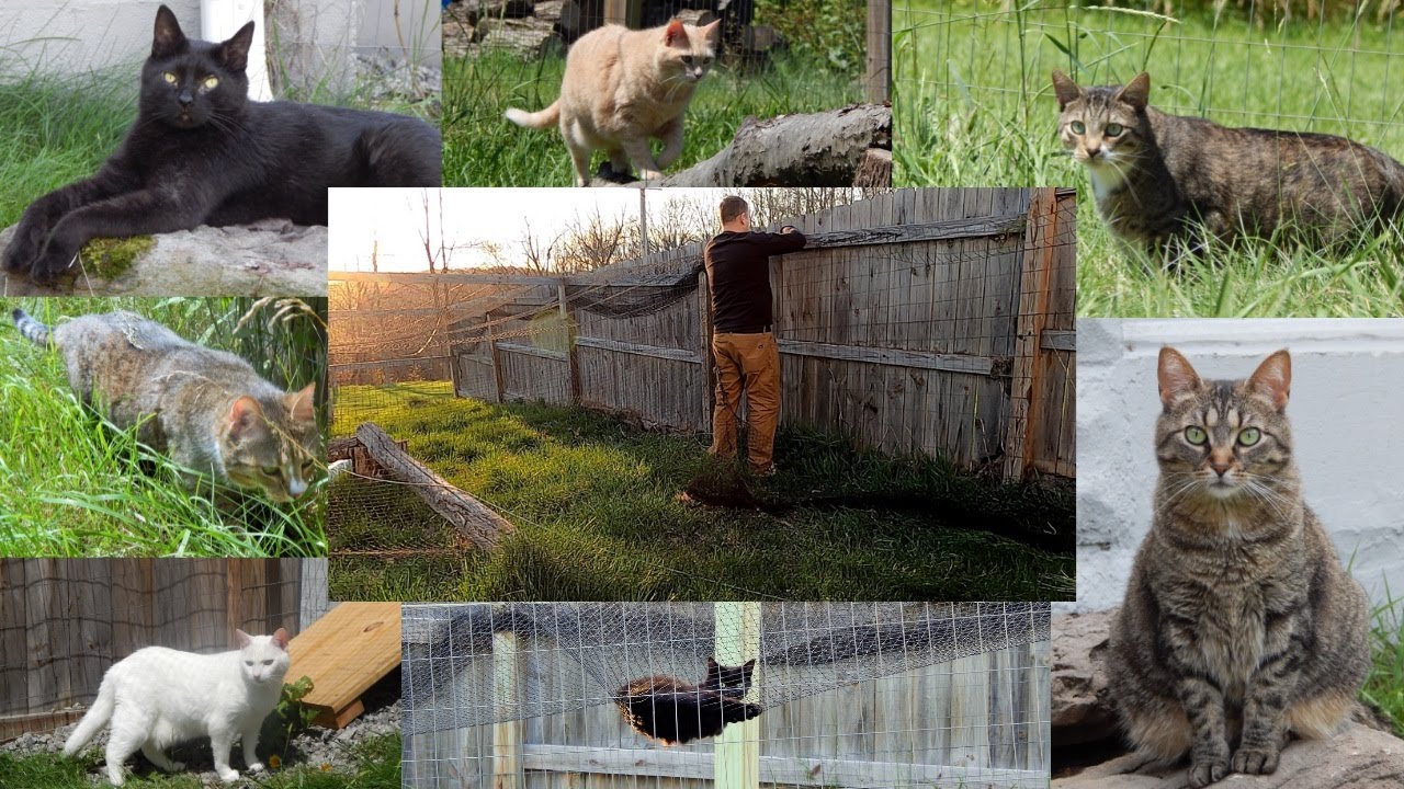 Proven Safe and Escape Proof Cat Fence - YouTube