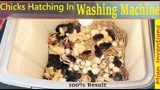 Egg hatching in Washing Machine - Hatched chicks at home