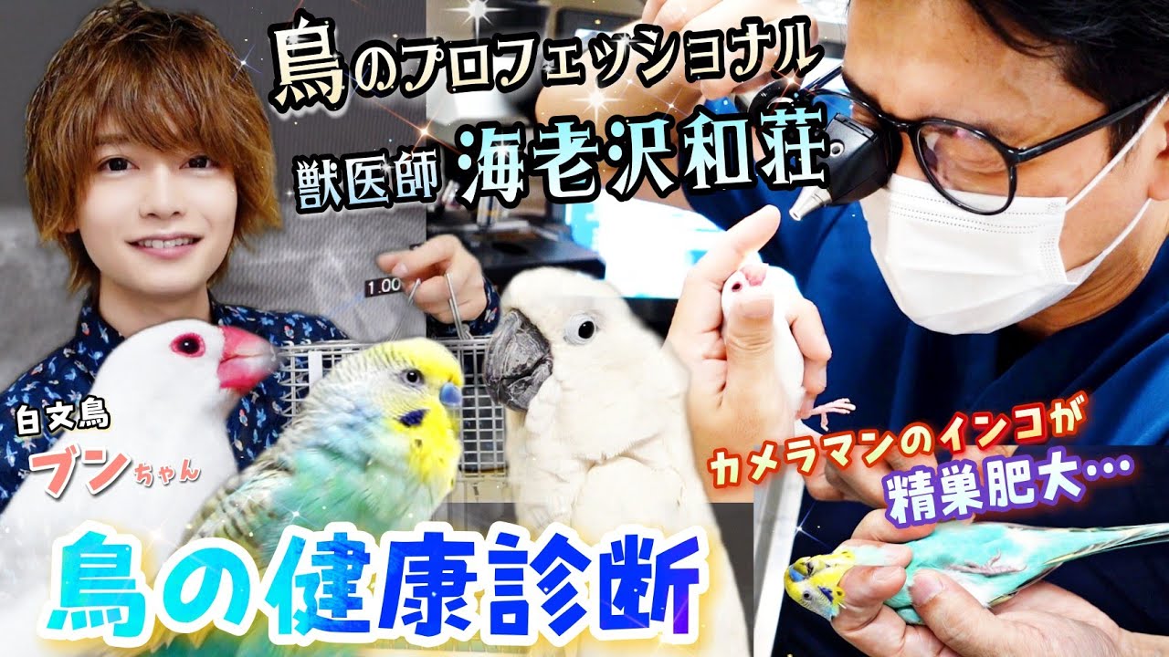 白文鳥初登場！鳥の健康診断とは一体！？さらにセキセイインコが精巣肥大と診断…専門医に検査してもらった結果…！