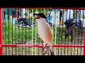 Cendet Gacor Full Isian Ini Cocok Untuk Merangsang Cendet Lelet Dan Males Bunyi Agar Gacor Mp3 - Mp4 Download