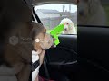 Chronic showing off his dog toy gun #viral #dogfunnyvideos #dogvideos #dog #dogshorts #fypシ #ai