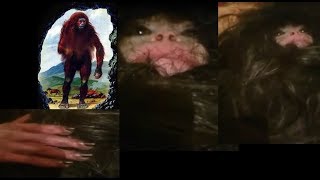 Is this a BABY BIGFOOT TROLL MONKEY RUSSIAN ALMASTY Cryptid Captured