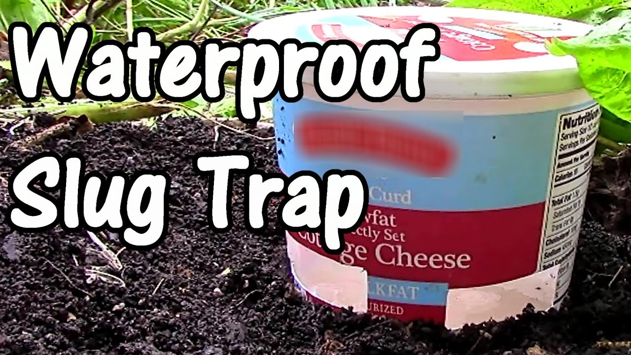 homemade slug traps