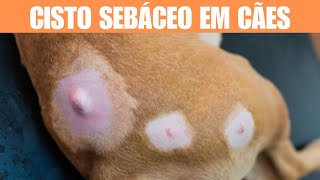 Cisto sebáceo em cães Tratamento e Causas by Pet Feliz a Vida Secreta dos Bichos No views 6 minutes, 3 seconds