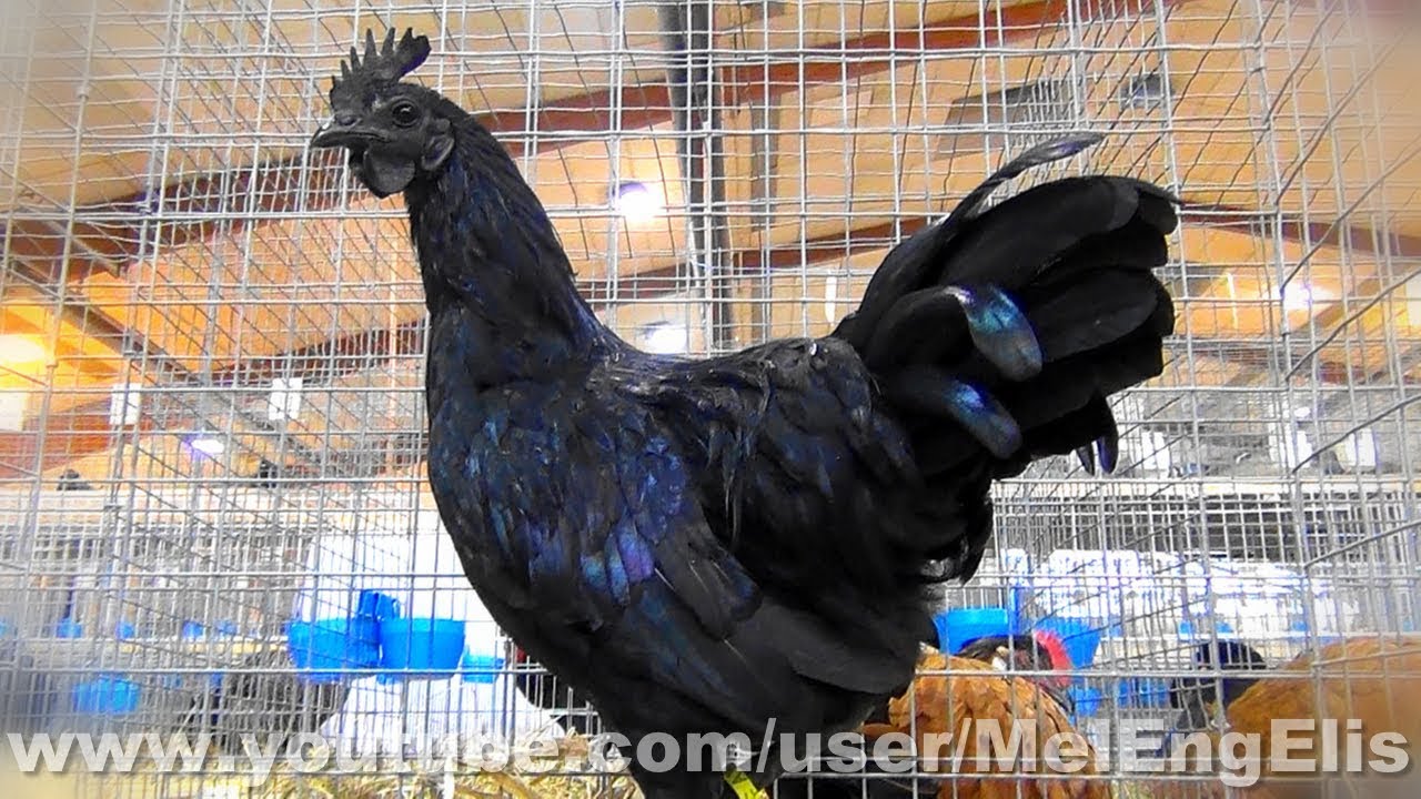 Cémani - Ayam Cemani - Chicken - Hahn - Hen 
