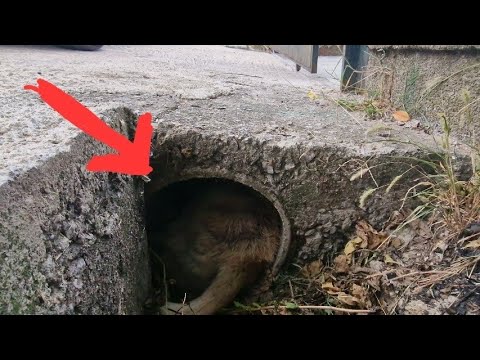 Dog hid himself in a concrete pipe. Injured and terrified.