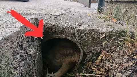 Dog hid himself in a concrete pipe.  Injured and t...