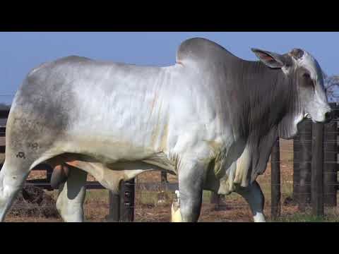 LOTE 73 - 7578 | 42º MEGA LEILÃO ANUAL CARPA TOUROS