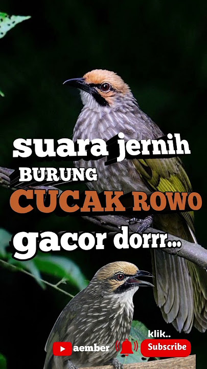 Suara jernih burung cucak rowo gacor dorr.. #cucakrowogacor #cucakrowo #kicaumanianusantara #shorts