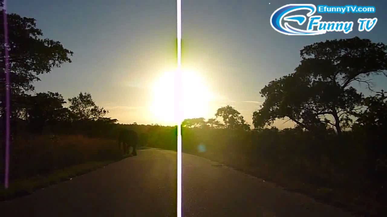 20120324 Elephant Crossing Road in Kruger