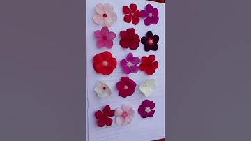 Different colors of vinca flowers | Periwinkle flower colors #gardening  #garden #plantcare #vinca