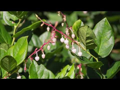 salal - Gaultheria shallon. Identification and characteristics