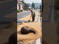 My country life, original, funny, confusing behavior of animals, boo absurd videos