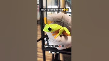 Frog core 🐸 #funny #animals #funnyvideo #fyp #cute #frog #funnyshorts #usa