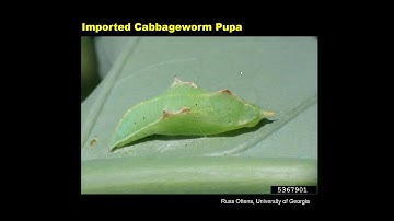 Brassica Pest Collaborative: Imported cabbageworm and Cross striped cabbageworm