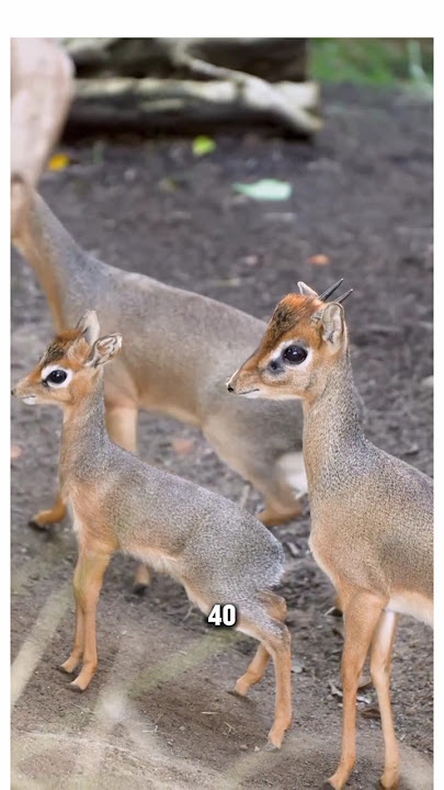 Meet the Tiny, Amazing Dik-Dik Antelope!