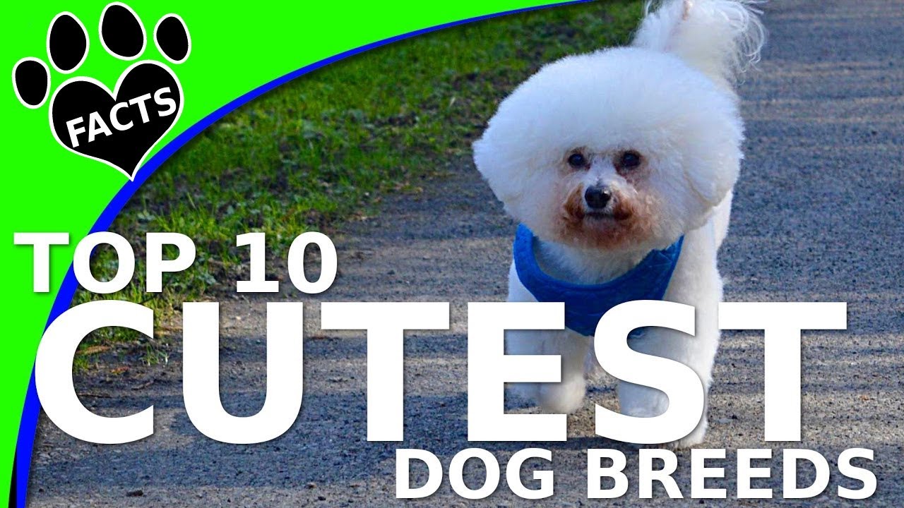 Top 10 Cutest Dog Breeds You Need to See! - YouTube