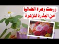 زراعة زهرة الأضاليا من البذرة لزهرة الداليا Dahlia 