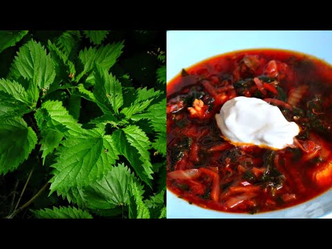 Forest exploration in March and nettle Soup