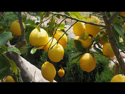 اهم أسباب عدم اثمار اشجار الليمون والحمضيات