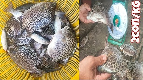 cá nâu khủng "2 con/kg" trong vuông tôm Năm Căn Cà Mau