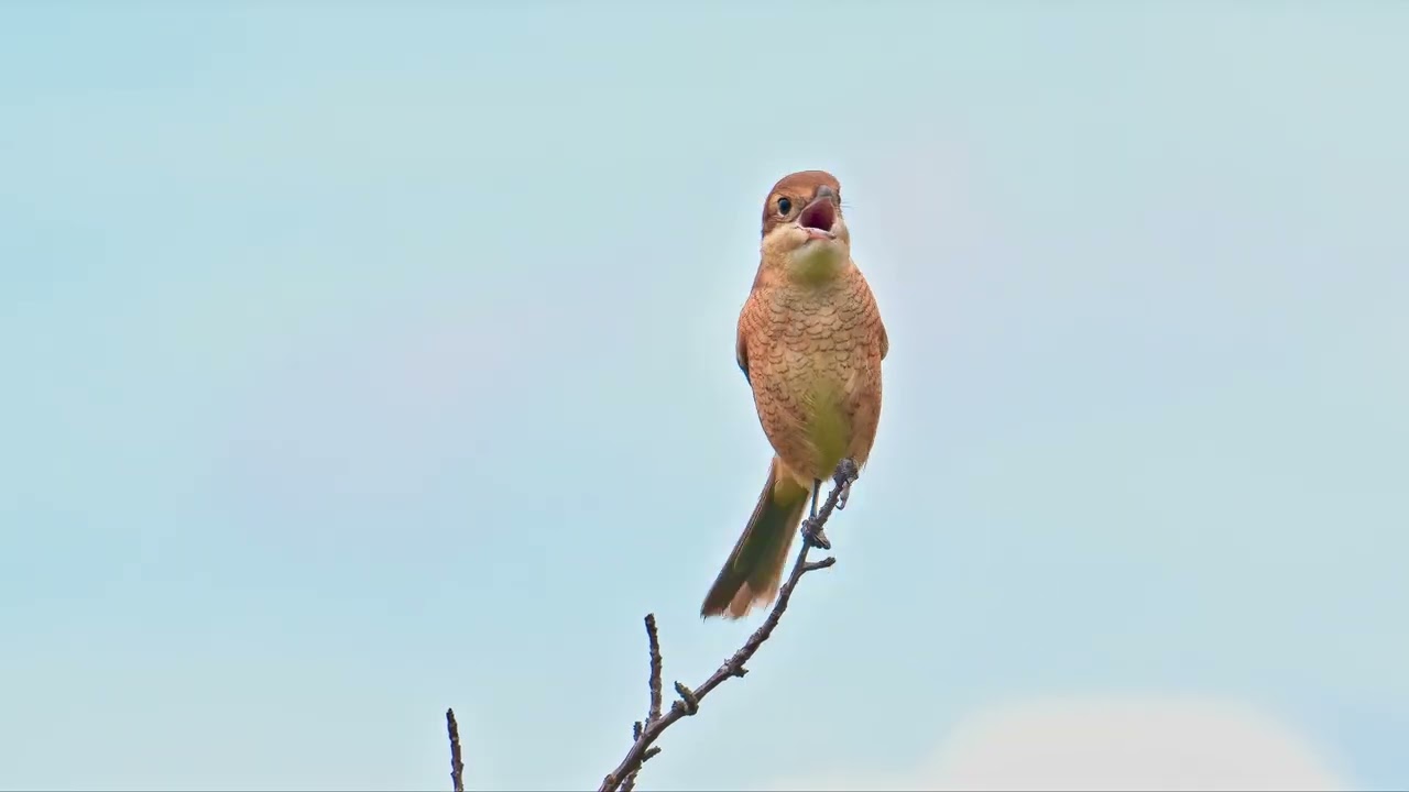 Tiny Bird, Big Attitude/Cadlma #birds #nature #relaxingscenery #peaceful #bird #birdtrend