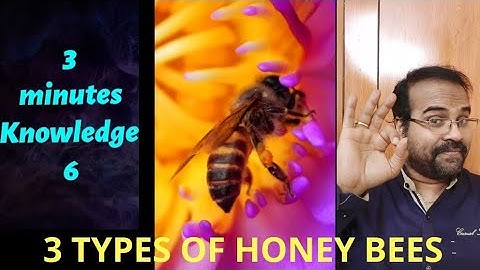 3 Types Of Honey Bees / தேனீக்களின் வகைகள் / tamil / doctor mohanasundaram /