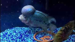 Feeding time f1 female King Kamfa and f5 kfml