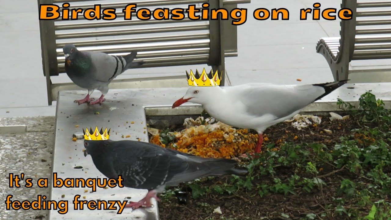 Pigeons, seagulls and sparrows feasting on rice and peas for lunch A