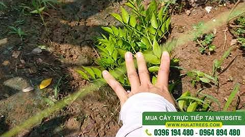 Bán buôn cây nguyệt quế nhân giống từ hạt cây cao 60cm