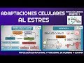 ADAPTACIONES CELULARES AL ESTRÉS (HIPERTROFIA E HIPERPLASIA) | GuiaMed